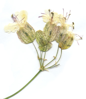 jedenfalls hoffe ich das es eines ist.... ;-)