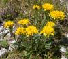 Krainer Geiskraut (Senecio incanus ssp.carniolicus)