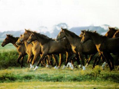 brown-horses