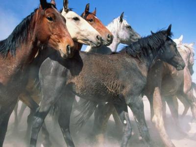various-horses