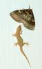 Gecko vs. Riesenmotte