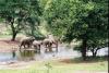 Elefanten-am-Wasserloch