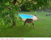 Zebra am Pool
