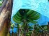 Bananenstaude - die Plastiktüte dient als Sonnenschutz