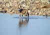 Oryxantilope - Namibias Wappentier