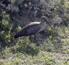 hadeda ibis