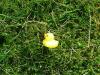 Ducky