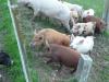 Farm42