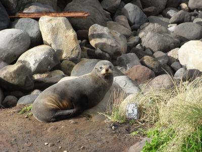 Seal