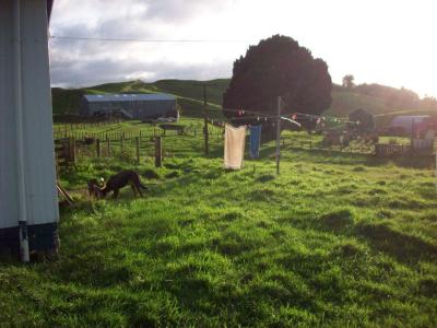matanui-11-5-11-031