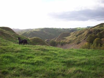 matanui-11-5-11-034