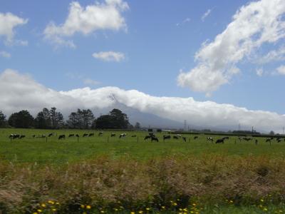 nz131