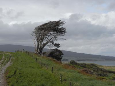 nz18