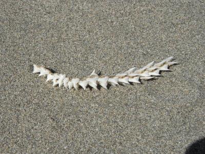 nz64
