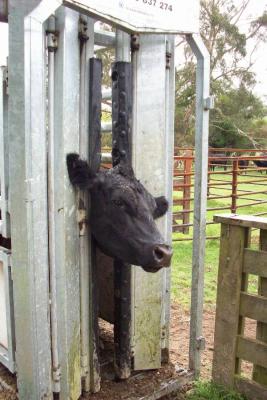 stier3