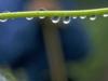 raindrops