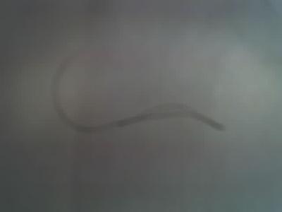 haar