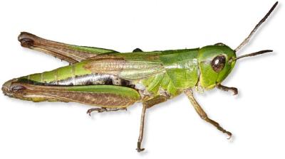 grashuepfer_gemeiner