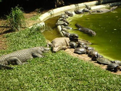 Krokos-und-Schildkroeten