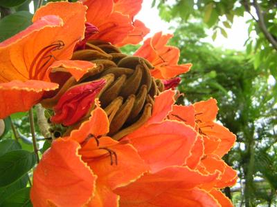 baumblueten-orange-gross