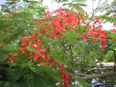 baumblueten-rot-viele