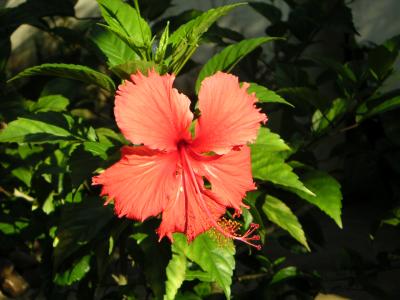 hibiskus-rot