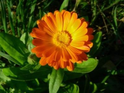 Ringelblume