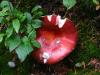 Glacier NP - Flora und Fauna