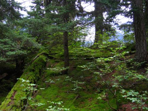 Glacier NP - Wanderung zum Marion Lake