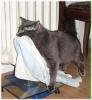 Katze klaut Handtuch