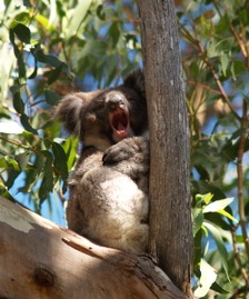 Brutal-niedlicher-Koala