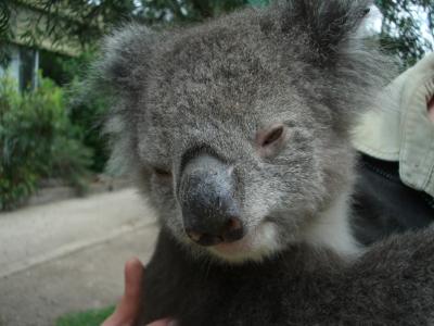 Knuffeliger-Koala-2
