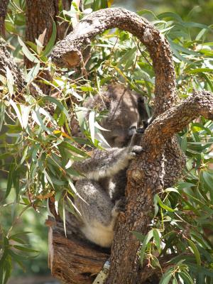 Koala-im-Baum