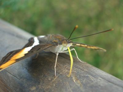 Zahmer-Schmetterling