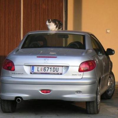 katzenauto