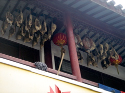 hang the duck