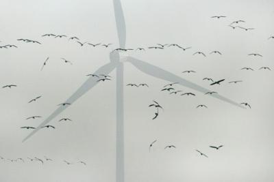 Windräder Vögel