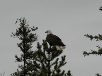 Adler