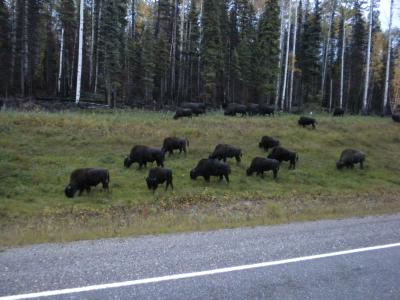 Bisons1