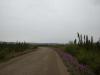 Fireweed