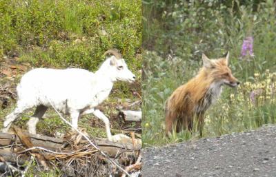 Fuchs-und-Schaf