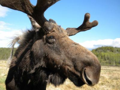 Moose