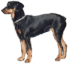 Pinscher