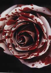 blood-rose
