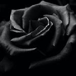 schwarze-rose2