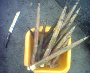 bambussprossen