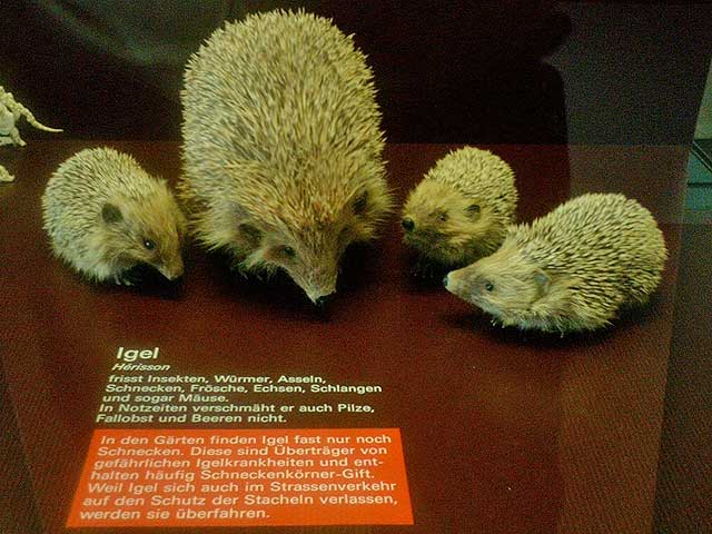 Igel