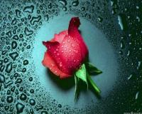 rose