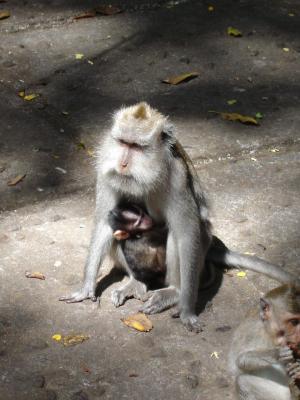 Bali-pic065-Monkey-Forest