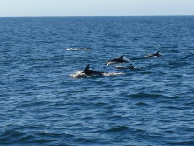 Dusky Dolphins